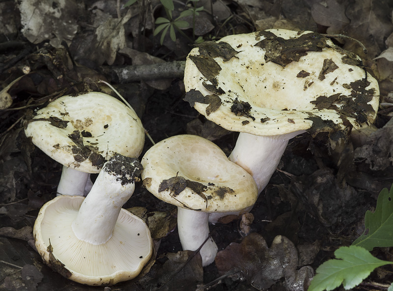 Lactarius evosmus